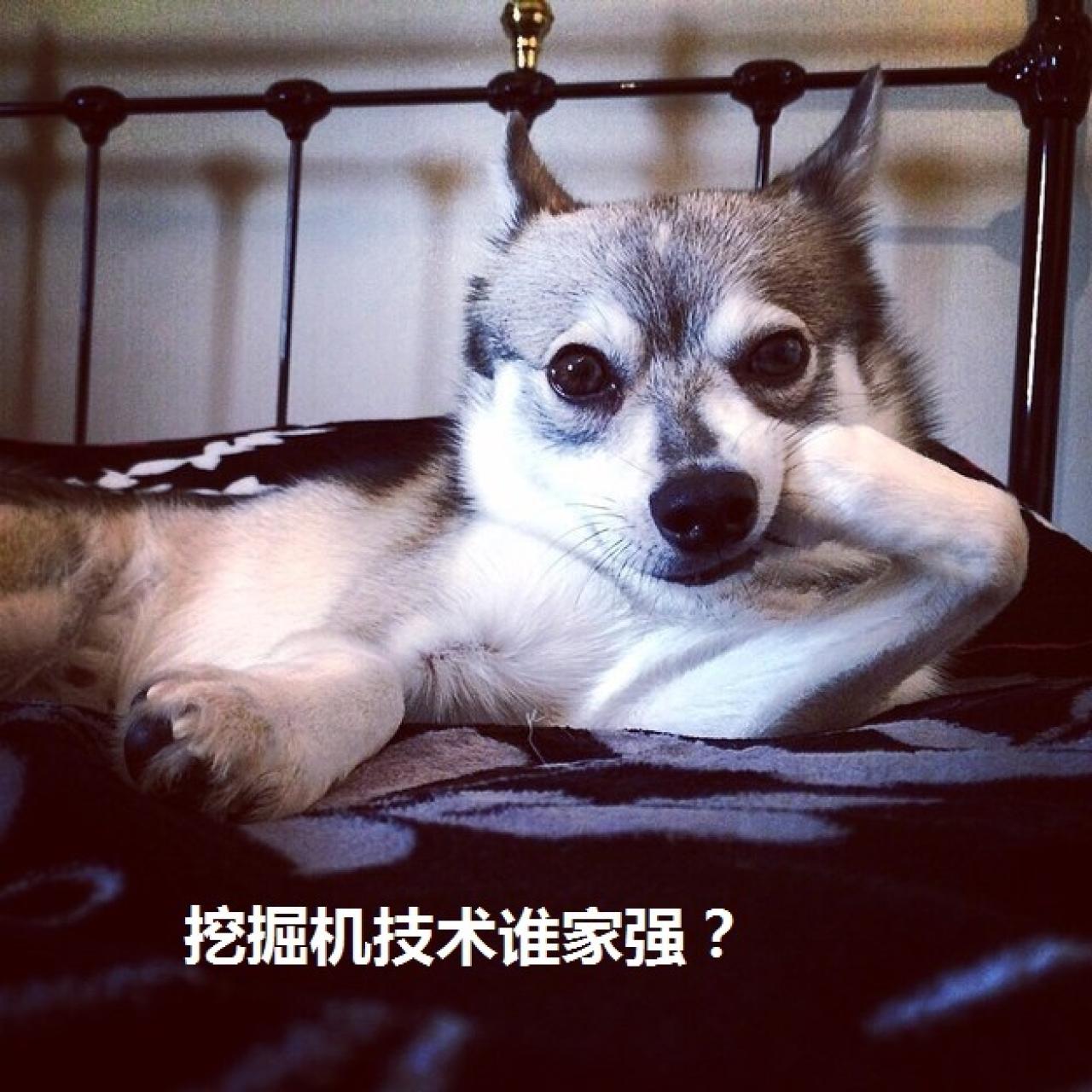 狗狗销魂萌提问表情：挖掘机技术谁家强？