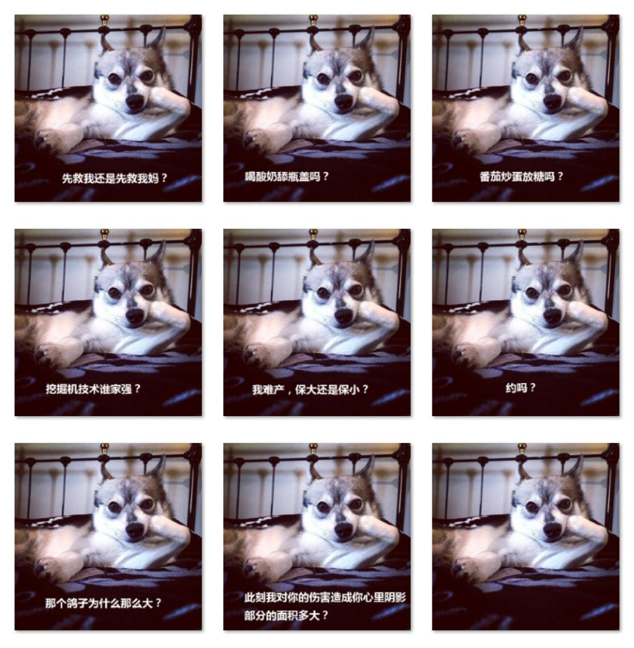 前爪撑头的狗狗销魂提问表情 预览图