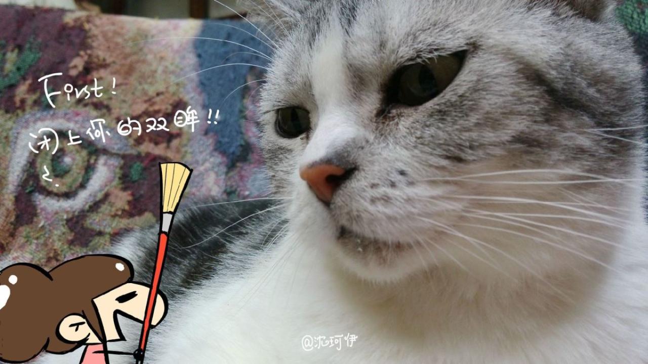 桃子请猫咪闭上眼睛