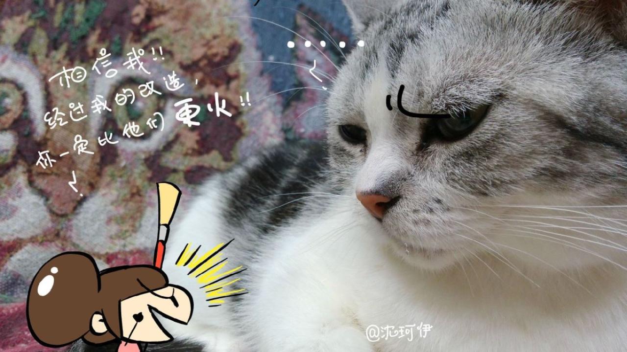 桃子保证要把猫咪改造成网红猫