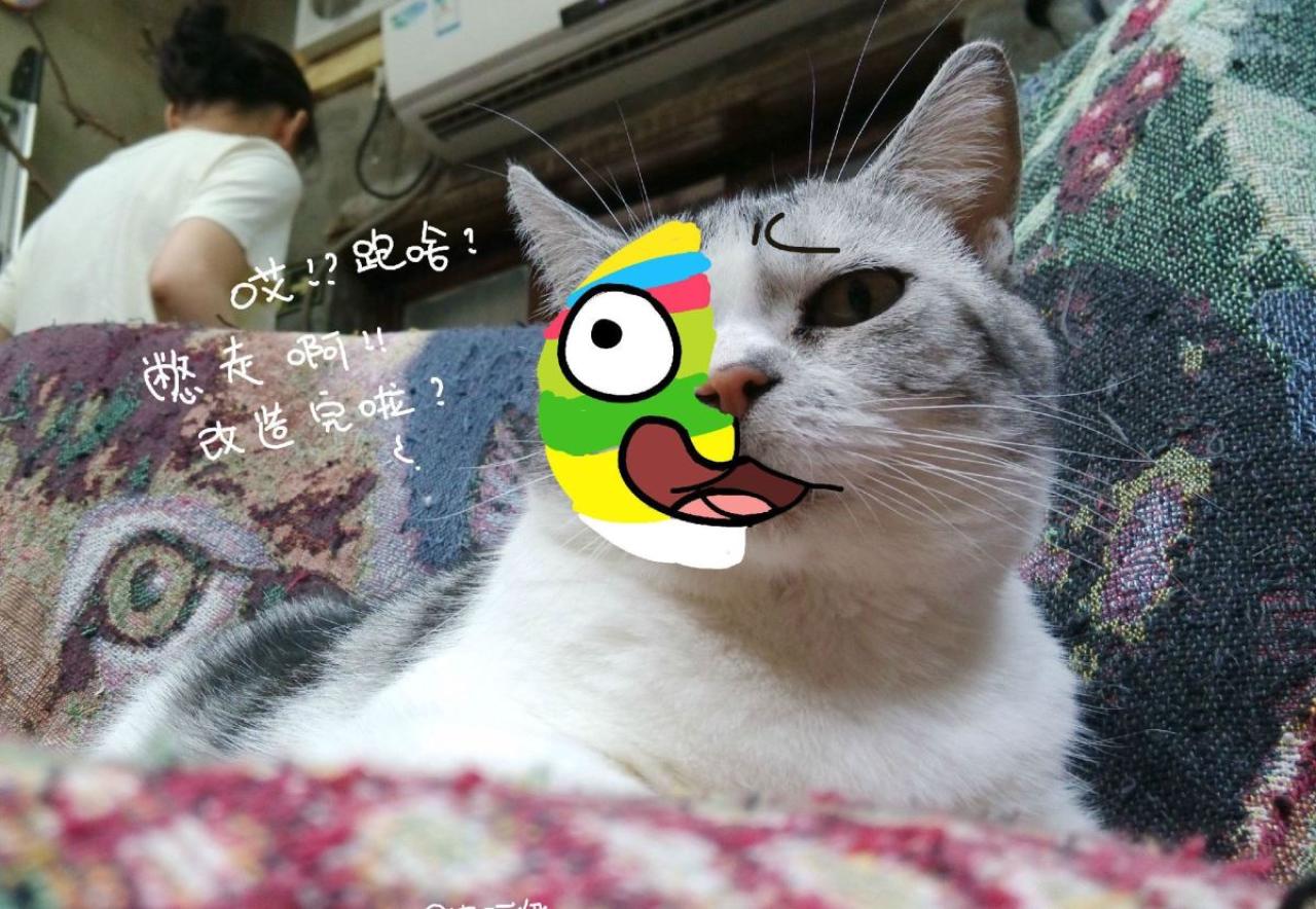 猫咪还不知道自己的半边脸被画成了2014南京青奥会的砳砳形象