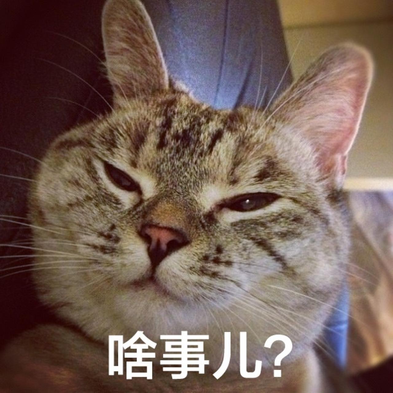 Nala翘起双眼表情：啥事儿？