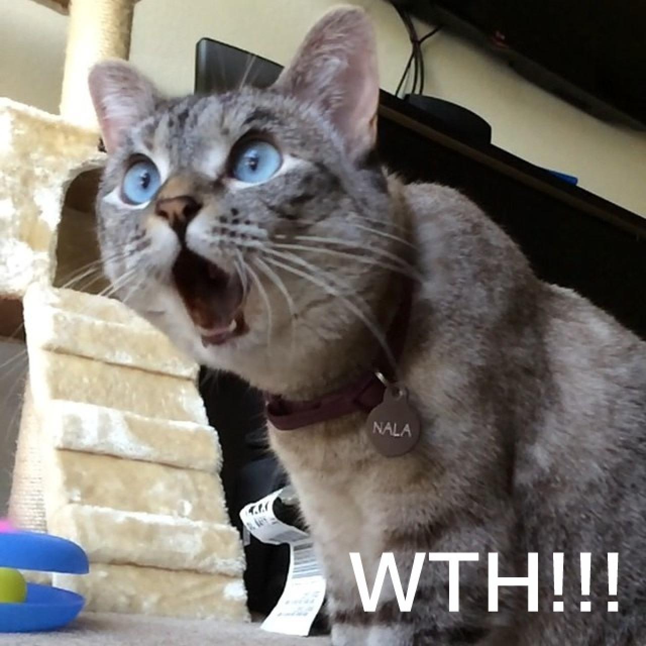 Nala扒在地上惊讶表情：WTH！！（What the fuck！中文翻译“到底发生了什么？”）