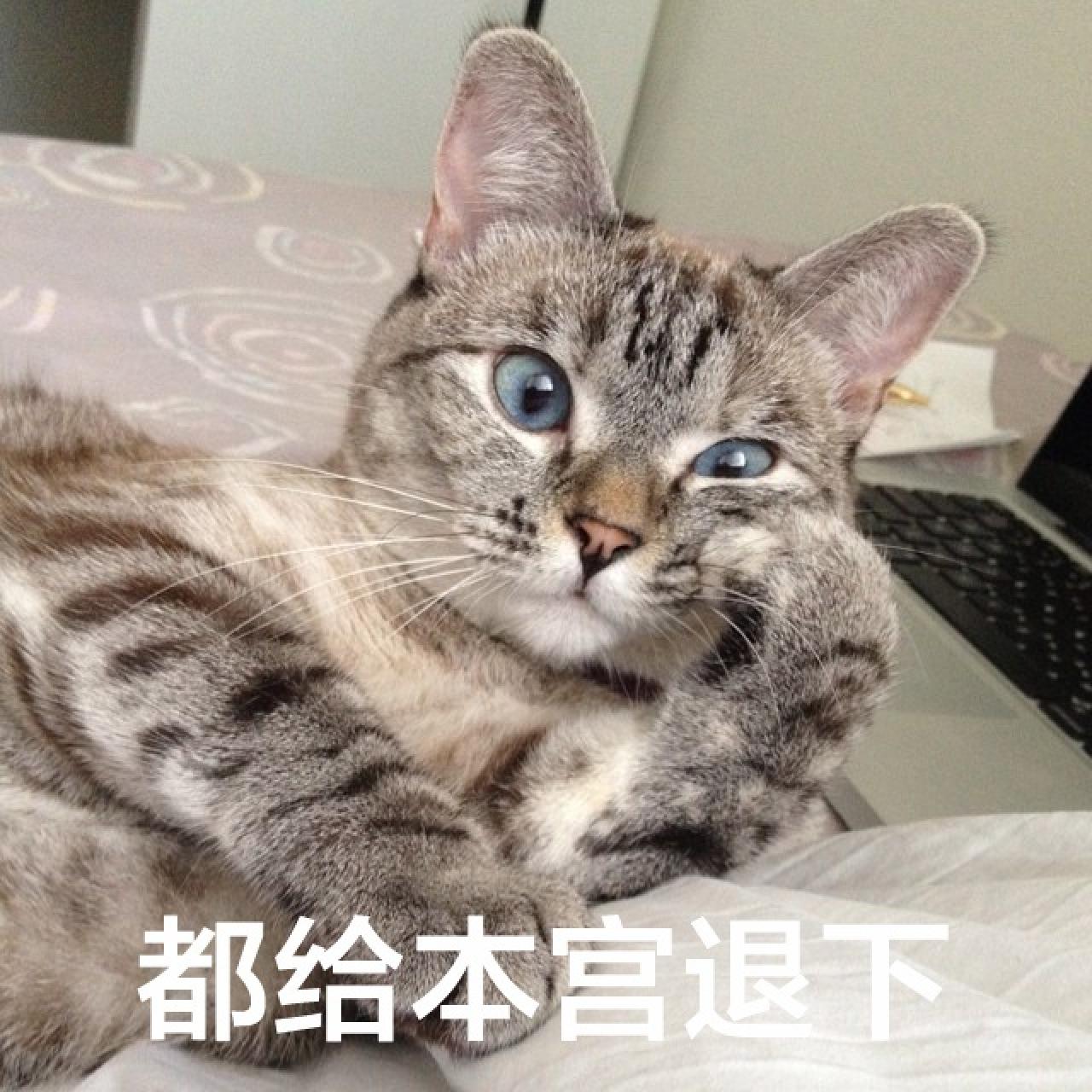 Nala扒在床上的笔记本前，左爪撑脸扮淑女表情：都给本宫退下