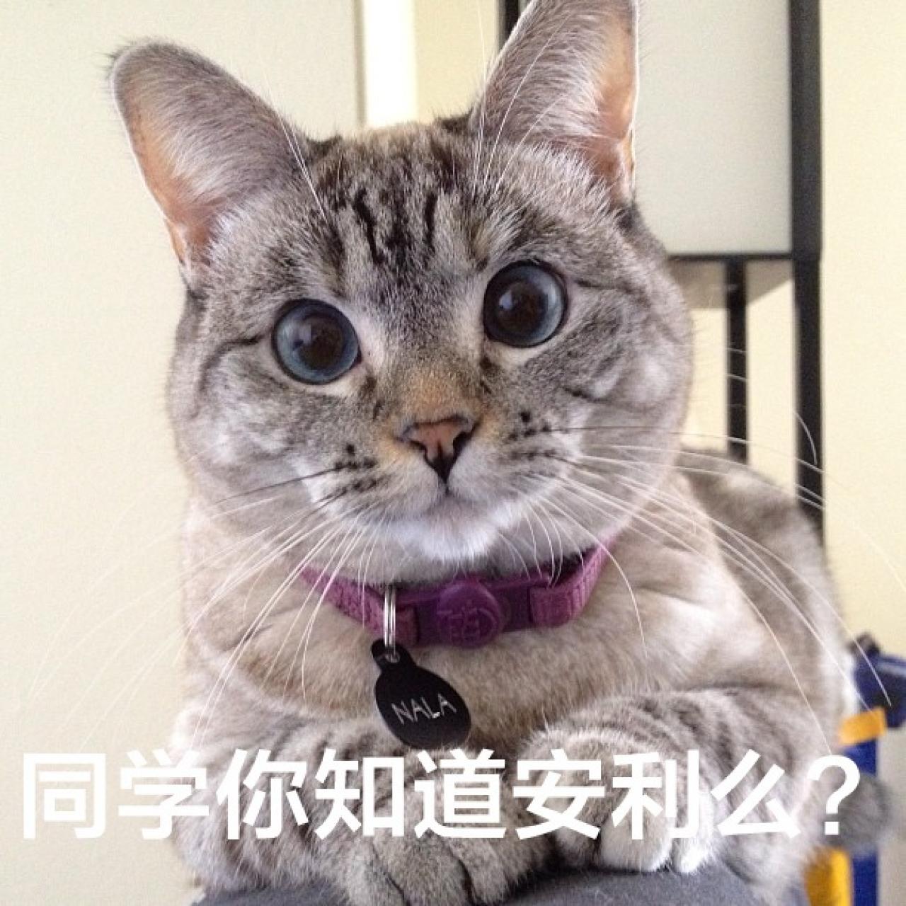 Nala双手扒着，瞪圆眼睛认真的表情：同学，你知道安利么？