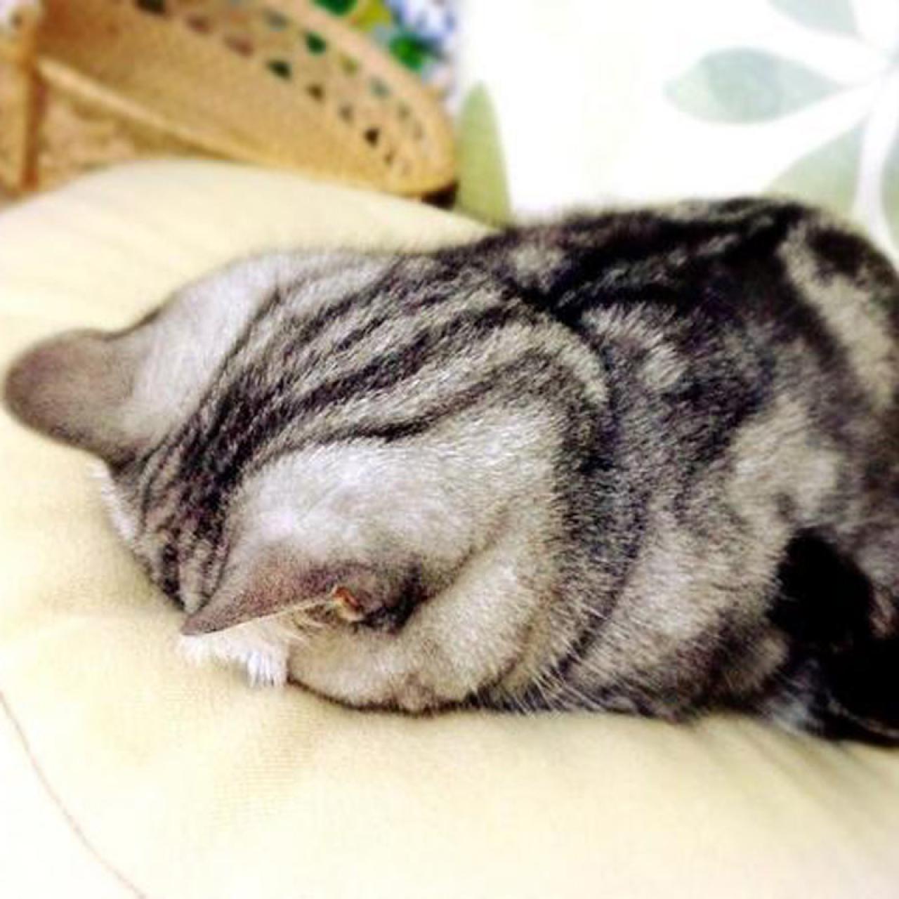 灰白色毛发扒在桌上脸贴着桌子猫咪拜托了头像