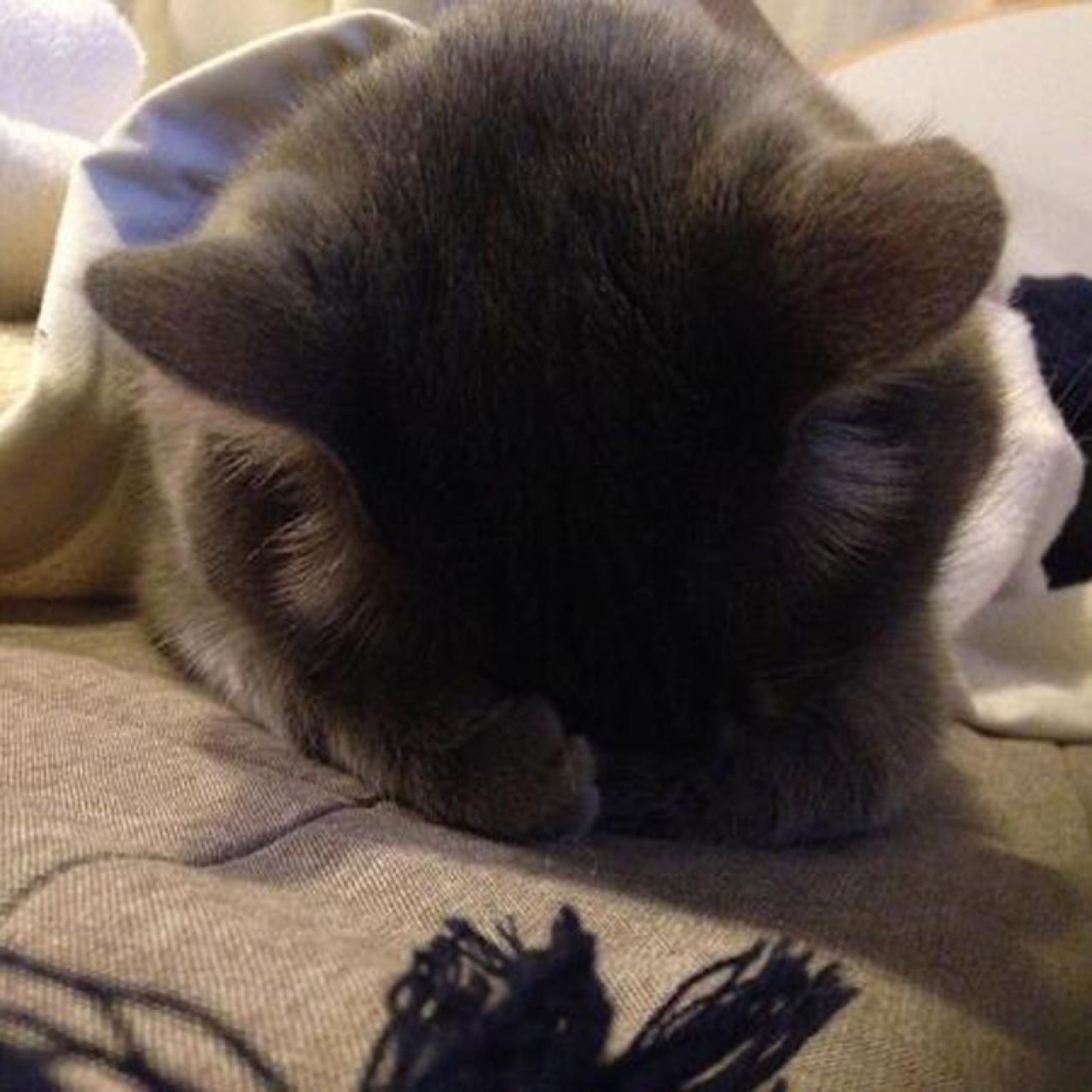 棕黑色毛发披着毯子的埋头猫咪拜托了头像