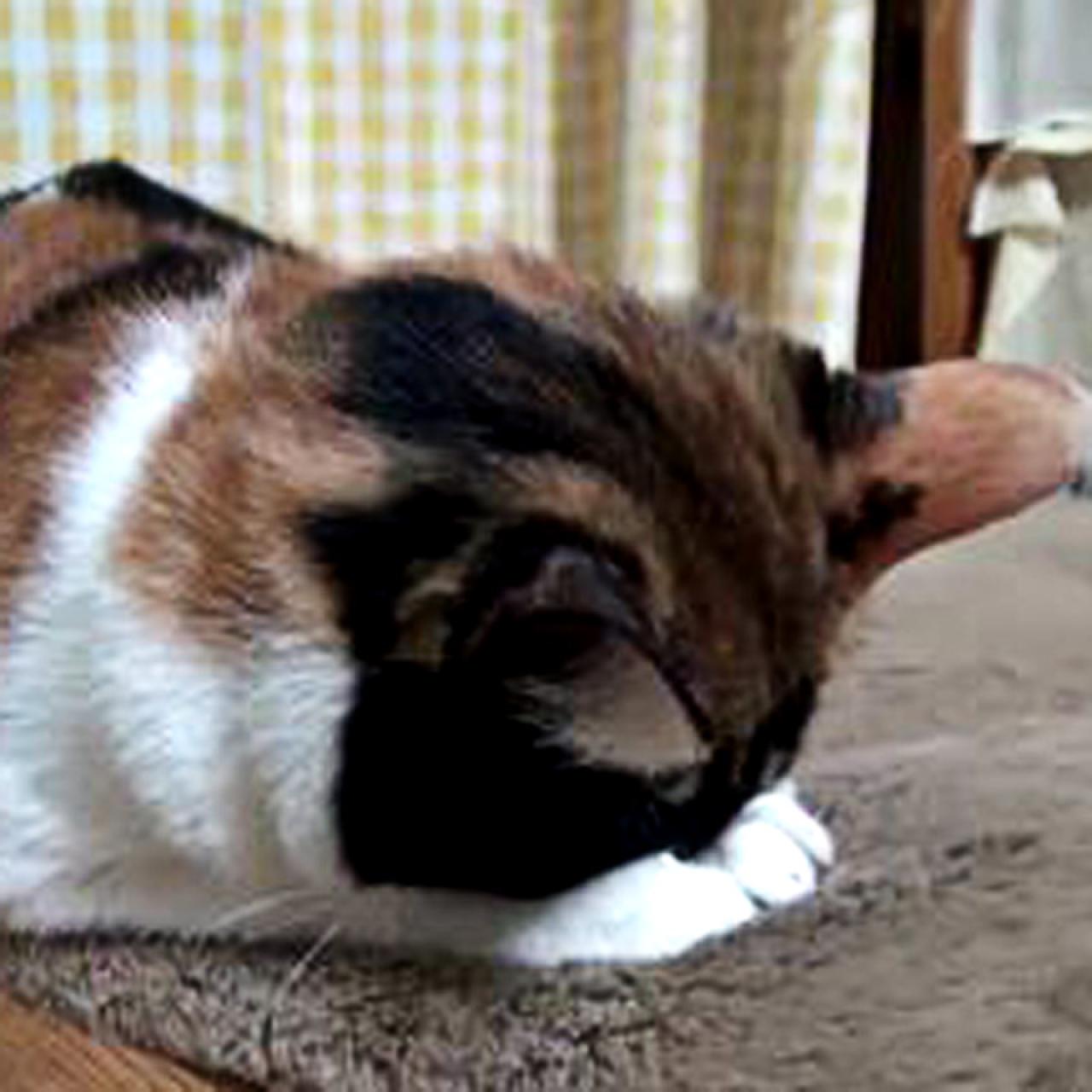 棕色毛发埋头扒在毯子上的猫咪拜托了头像