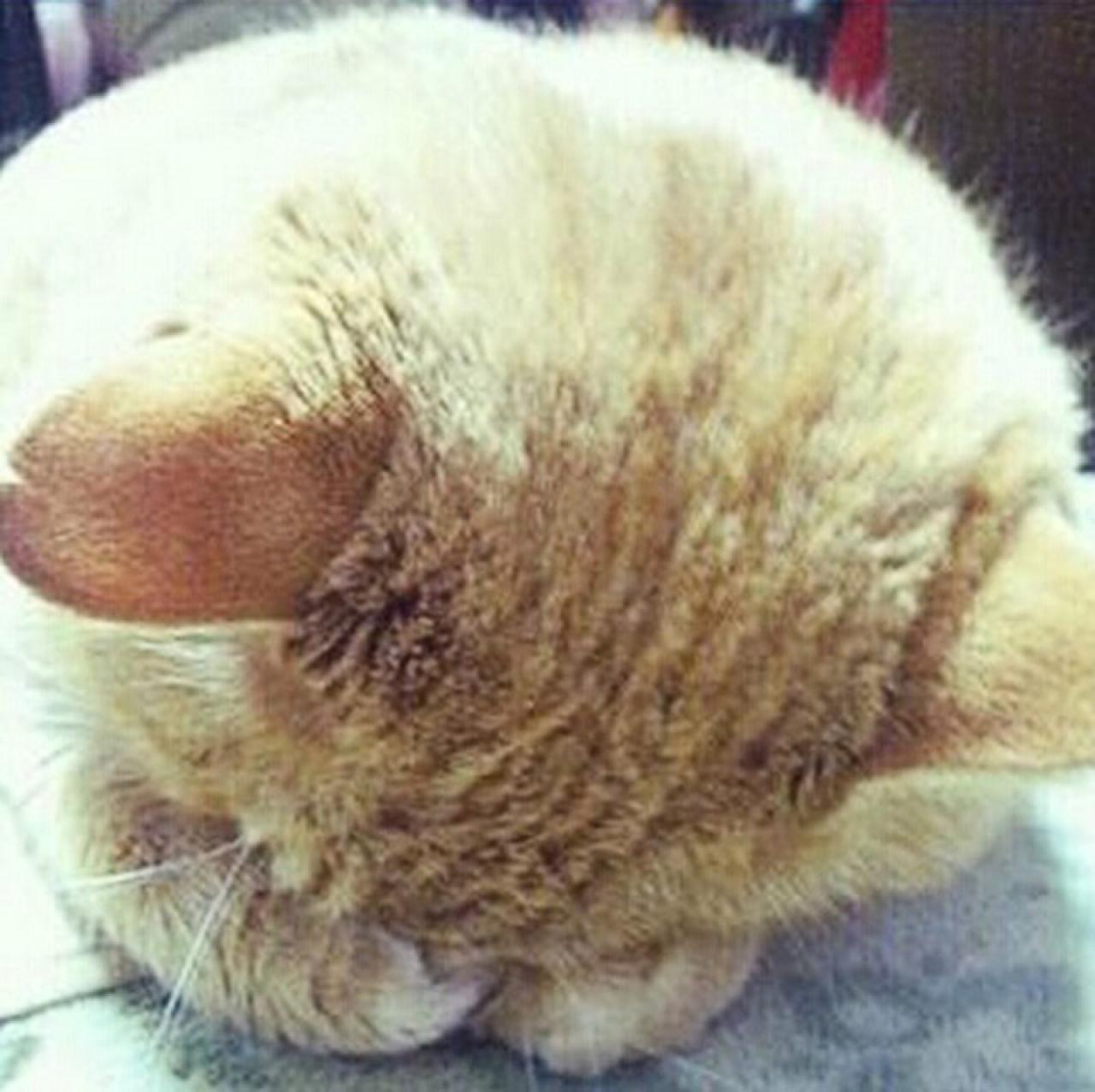 黄色毛发埋头猫咪拜托了头像