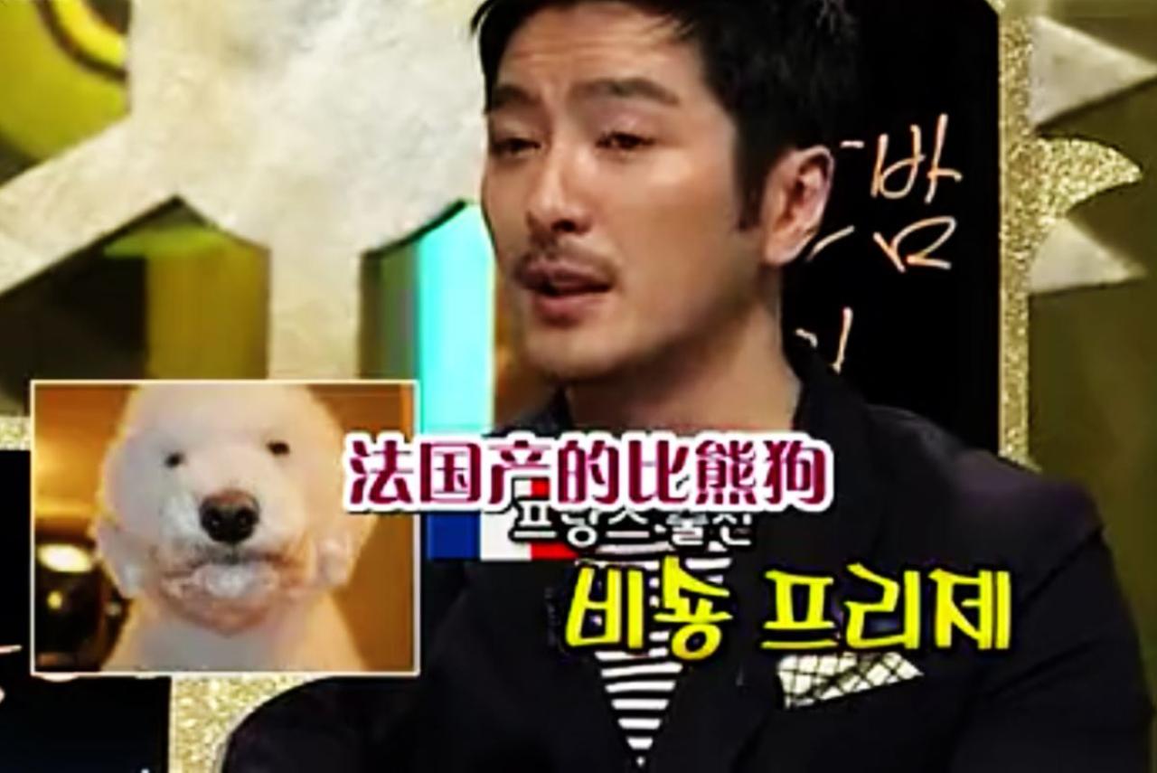 法国产的比熊狗图片