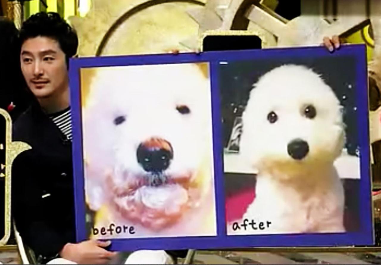 柳泰俊后公开了狗狗坦儿手术后的容貌，是圆圆的大眼睛