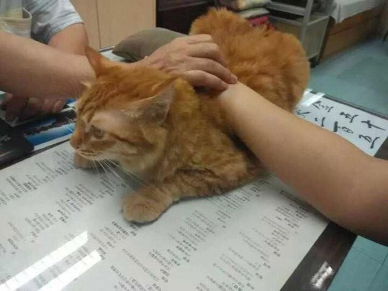 猫咪扒着充当垫枕