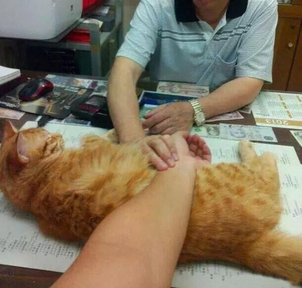 猫咪侧卧充当垫枕，看病人的手放在猫背上，医生正在把脉