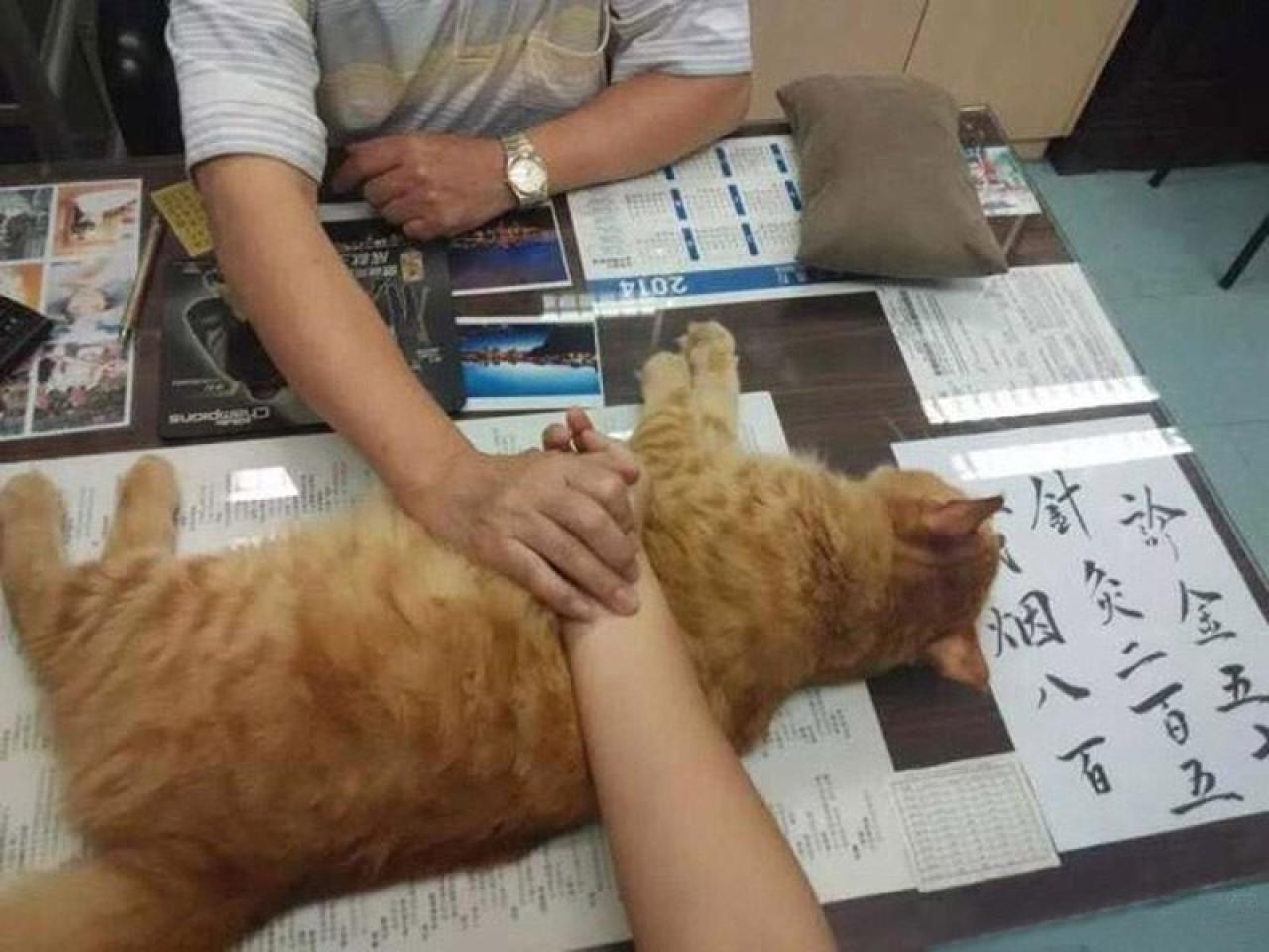 猫咪完全放松侧身躺着充当垫枕