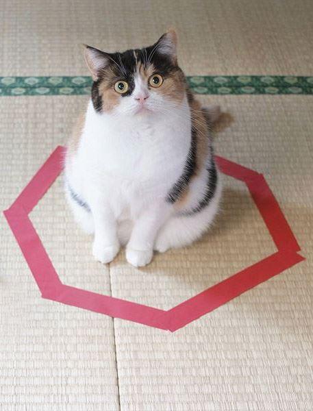 坐在红色圈圈里的猫咪