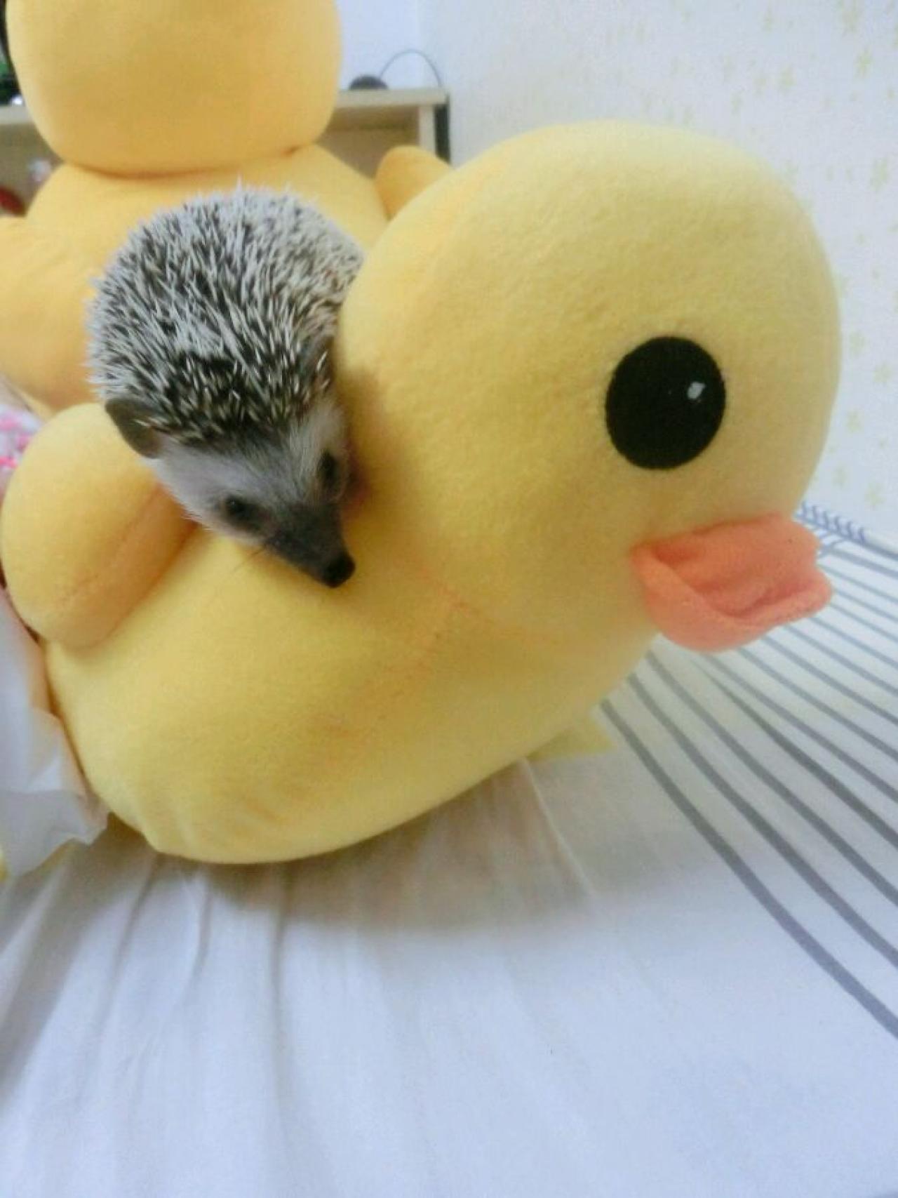 bibu躲在小鸭子玩偶身后