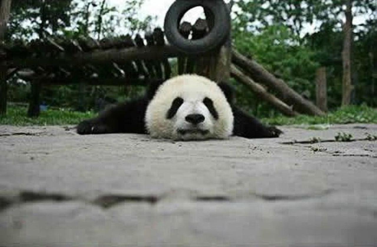 大熊猫扒地对视表情