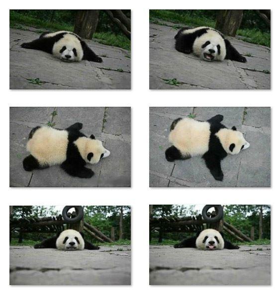 大熊猫扒地吐舌表情 预览图