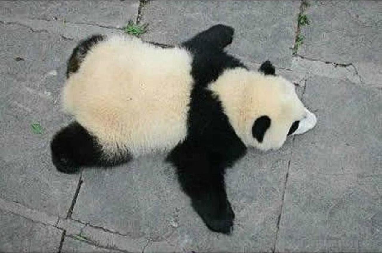 俯拍大熊猫扒在地上的身子