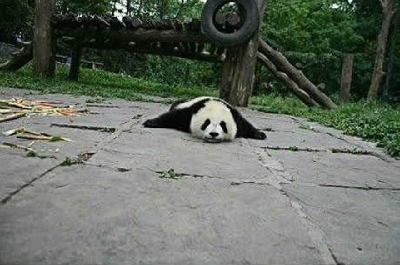 远处观察扒在地上的大熊猫