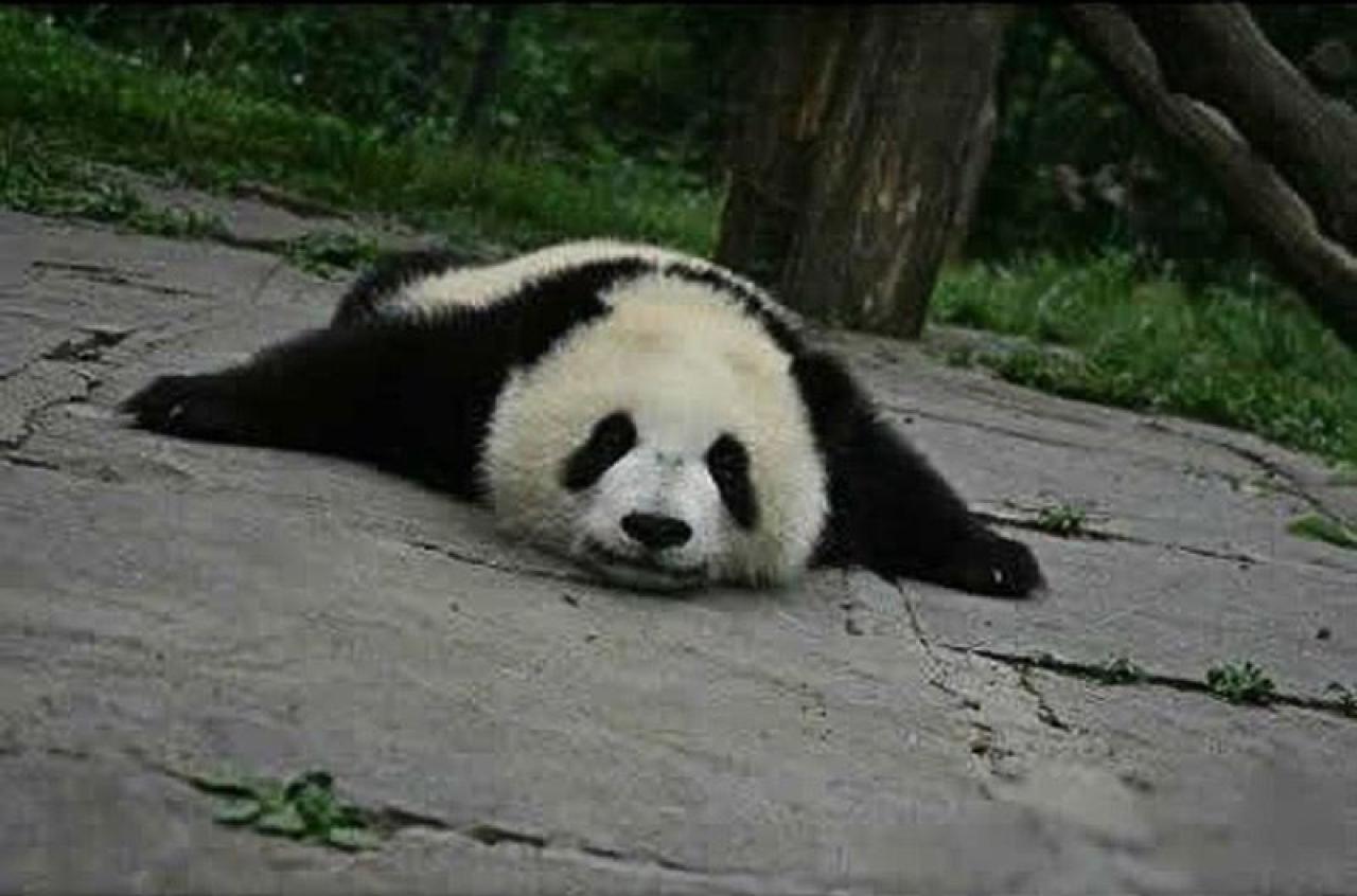 近处观察扒在地上的大熊猫