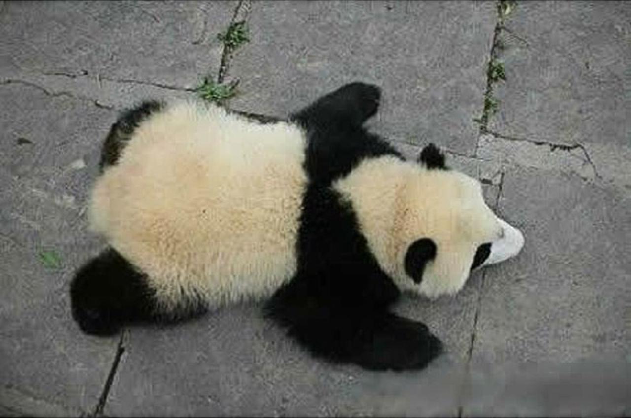 俯拍大熊猫扒在地上的身子