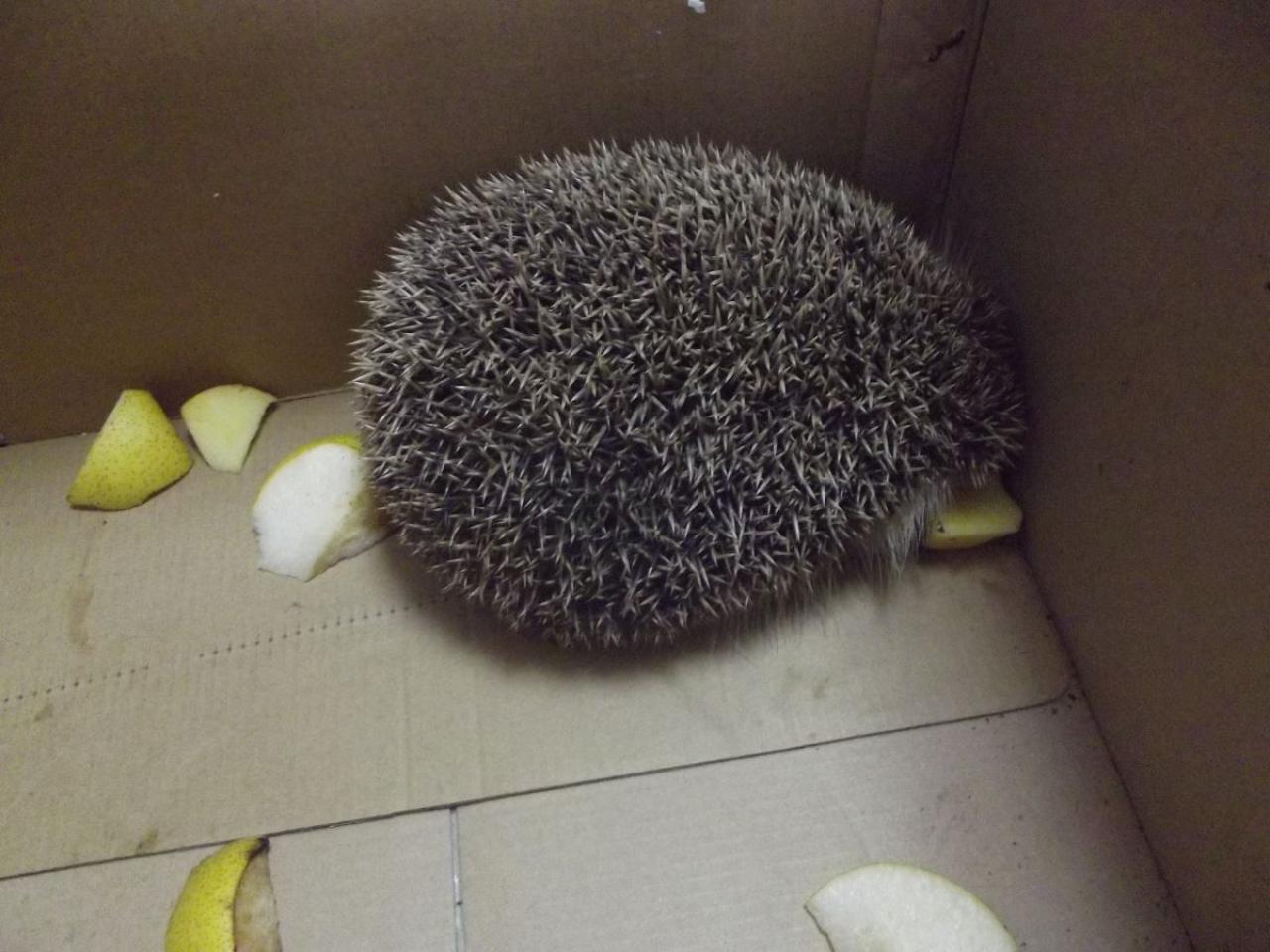 刺猬躲在箱子的角落里，背对镜头：好伤心，请让我安静地忧伤一会儿。