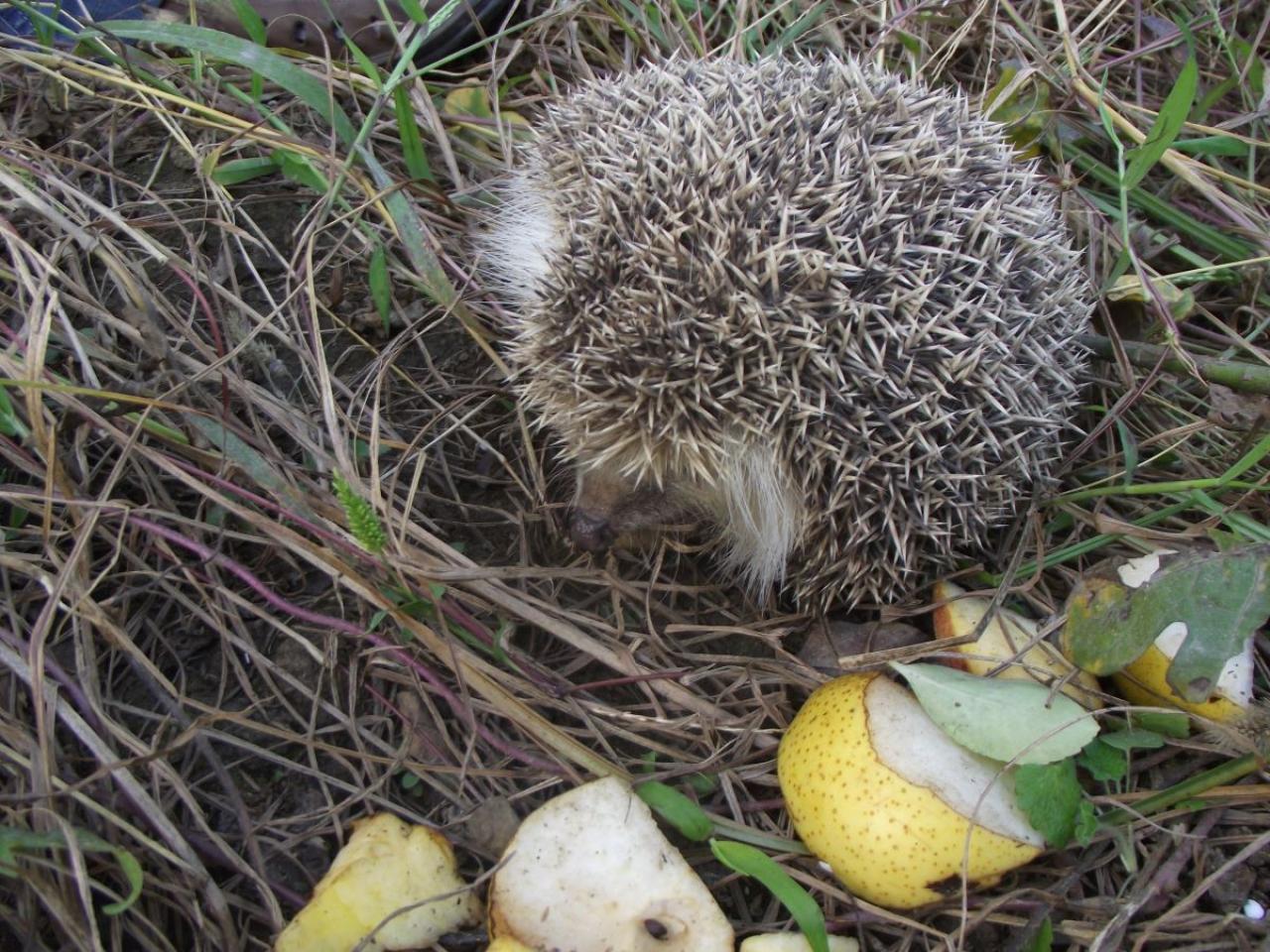 刺猬准备团成球，露出鼻子：糟了，那个人又回来了。