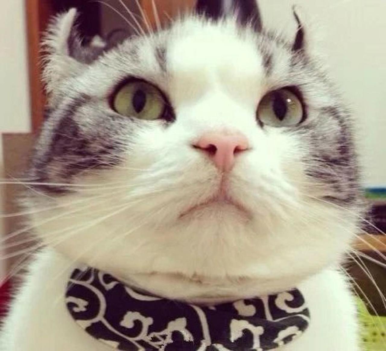 呆萌大脸猫听课头像：认真听讲的神情