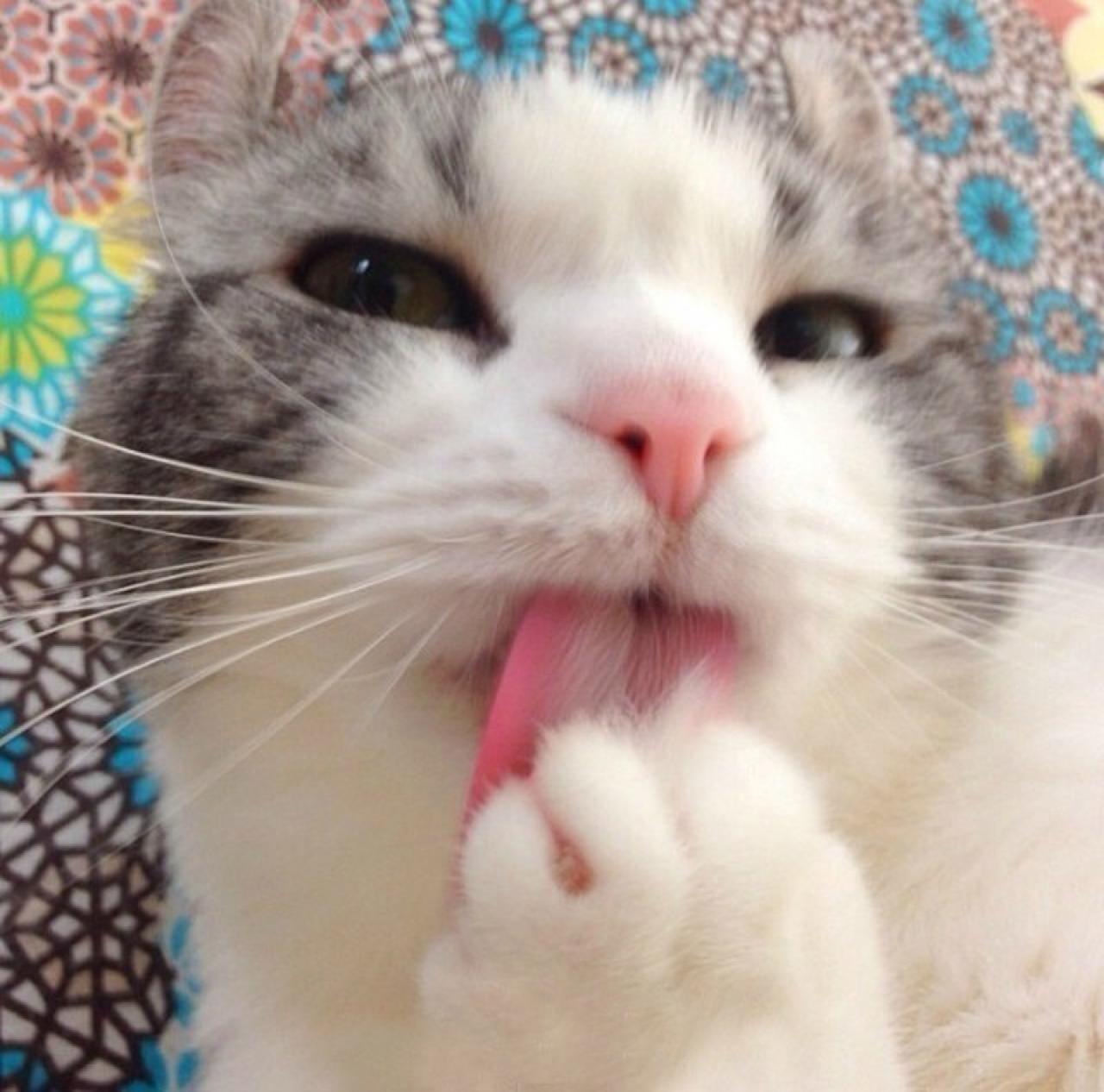 呆萌大脸猫听课头像：走神中，舔舔爪子