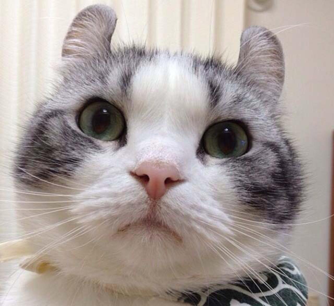 呆萌大脸猫听课头像：回过神来，完全听不懂了。