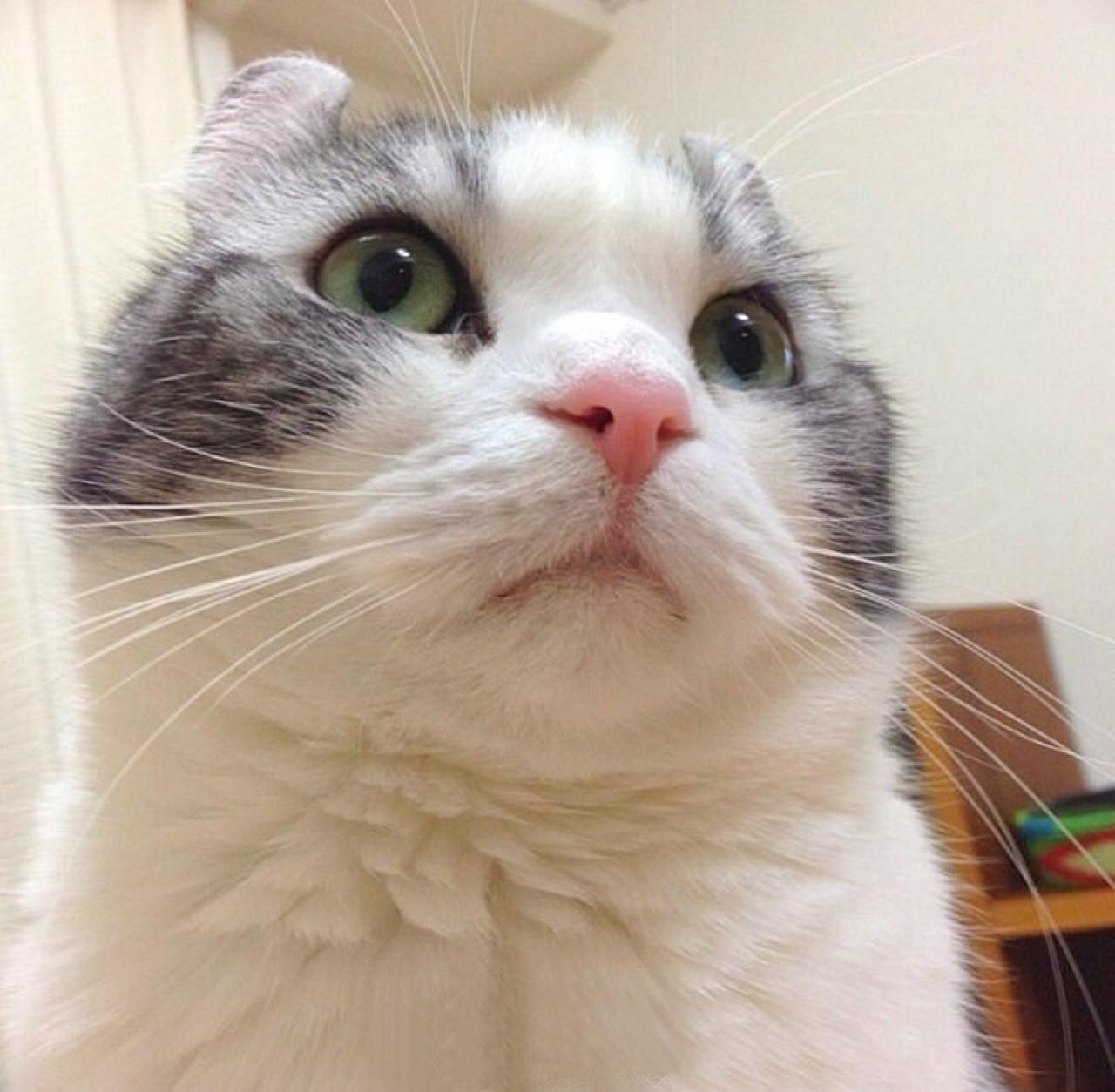 呆萌大脸猫听课头像：看看窗外有没有飞碟在飞