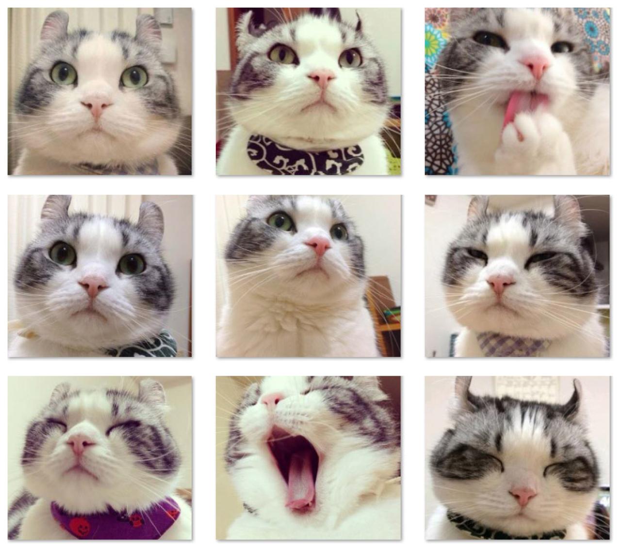 呆萌大脸猫听课头像 预览图