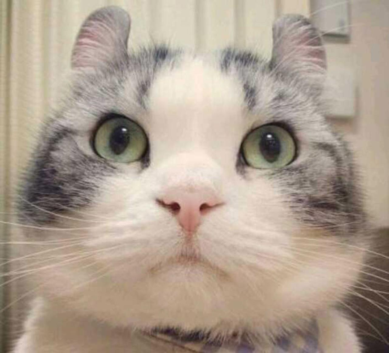 呆萌大脸猫听课头像：刚上课，精神饱满