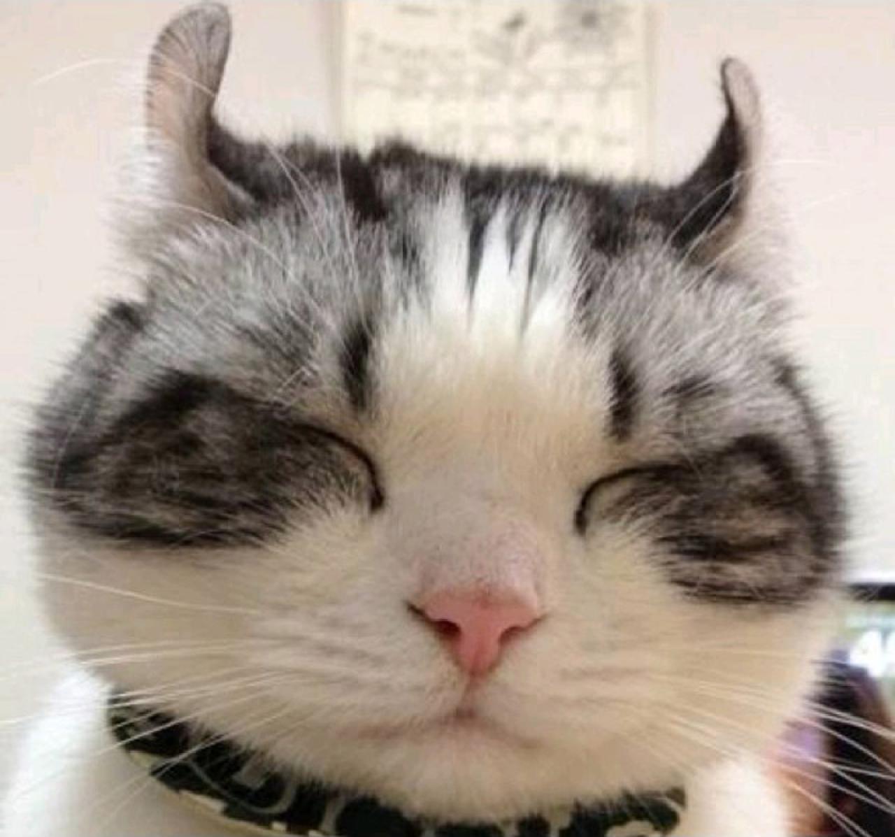 呆萌大脸猫听课头像：还是安静作一个美男子吧！