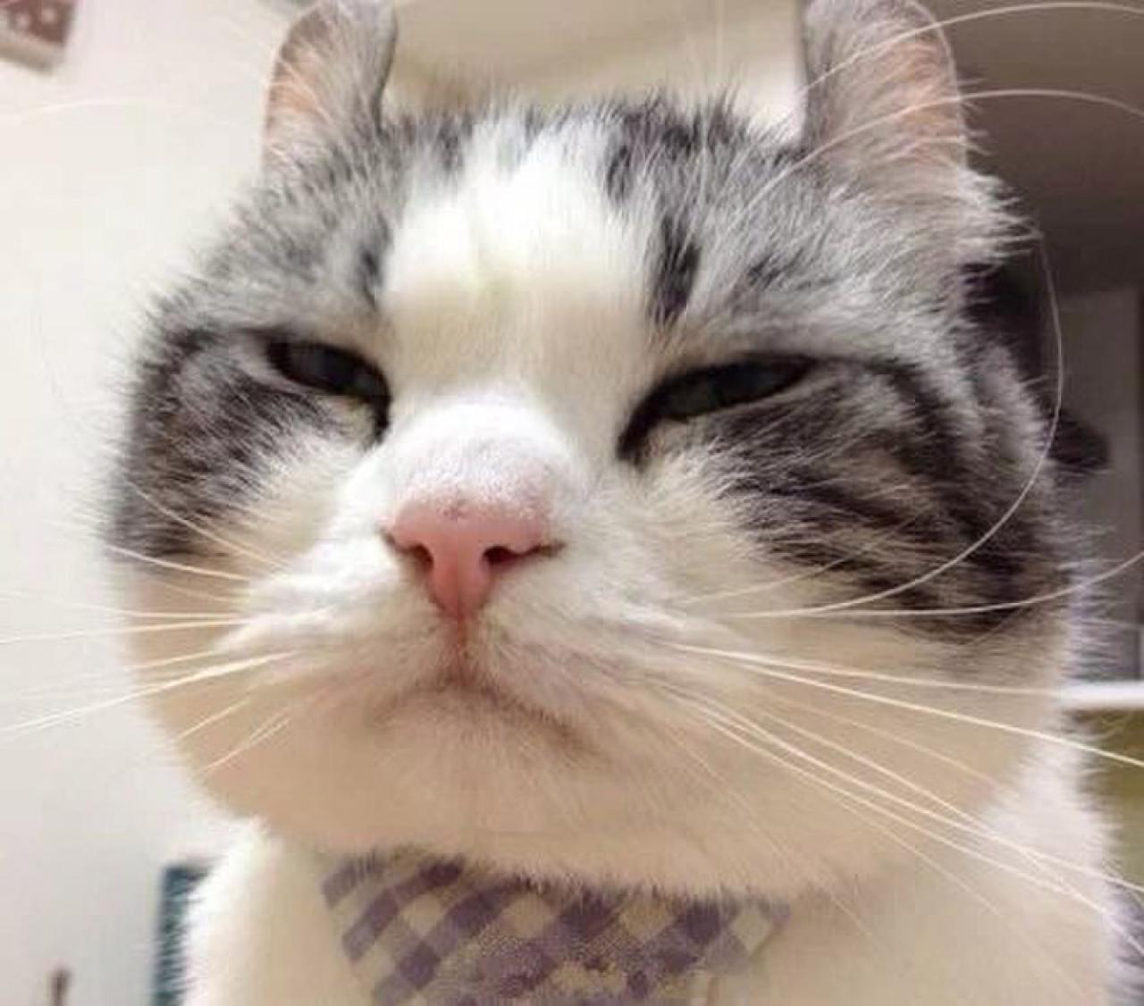 呆萌大脸猫听课头像：开始犯迷糊了