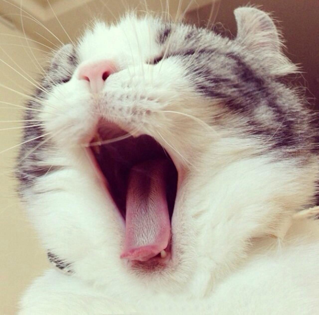 呆萌大脸猫听课头像：打个哈欠