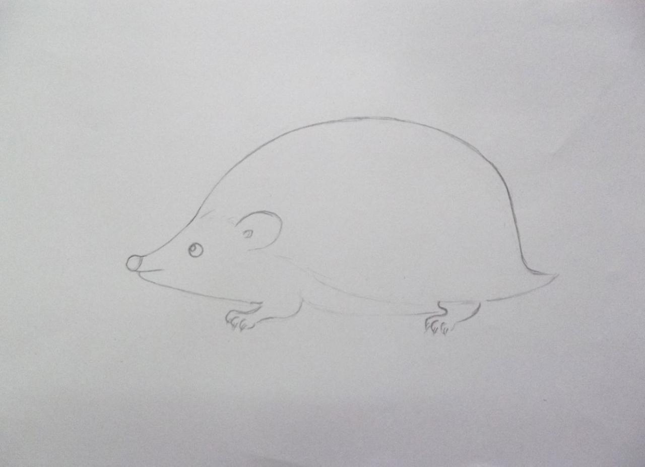 第一步，画出小刺猬的轮廓