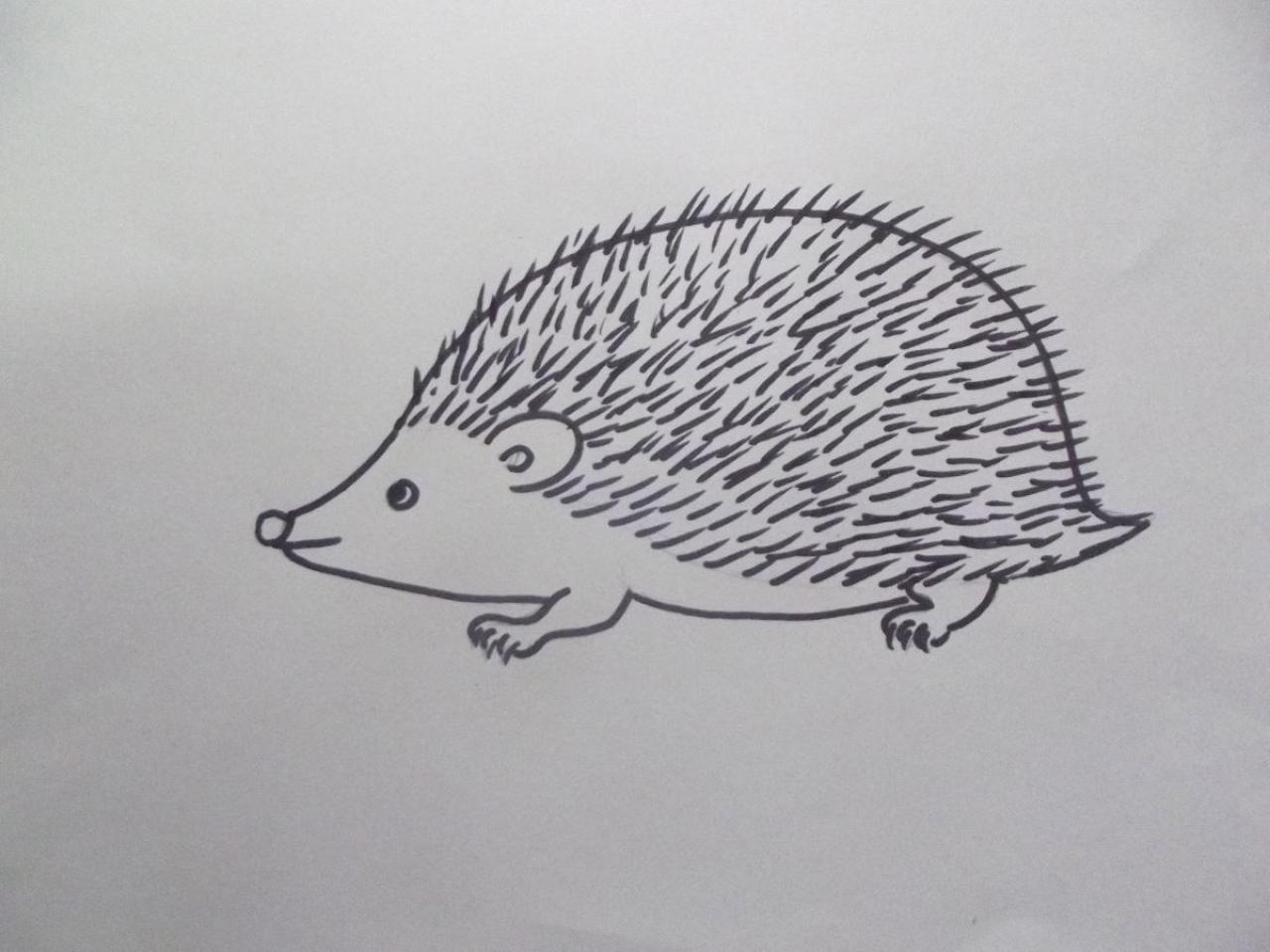 第二步，用勾线笔勾出小刺猬的形状