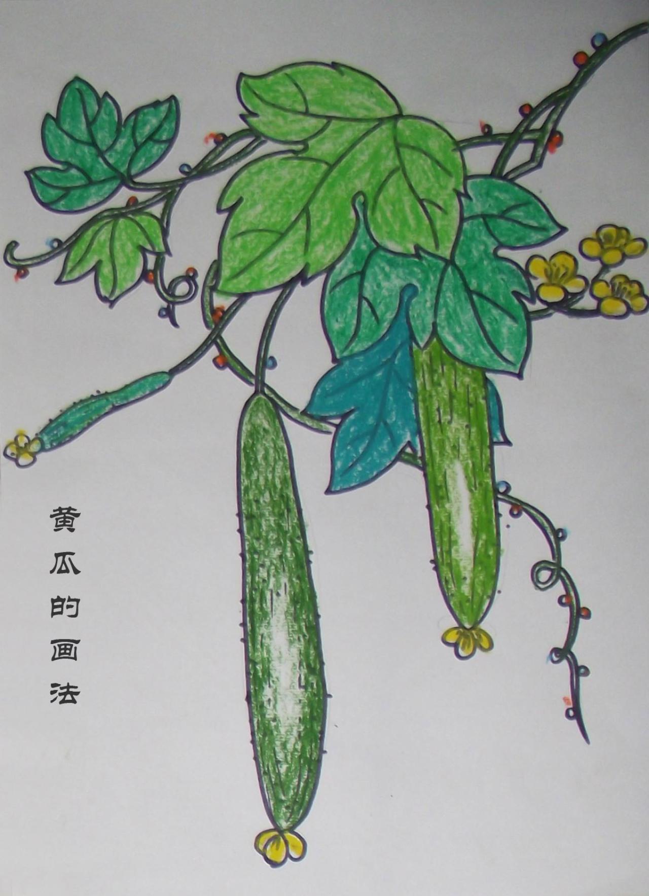 黄瓜的画法 完成稿
