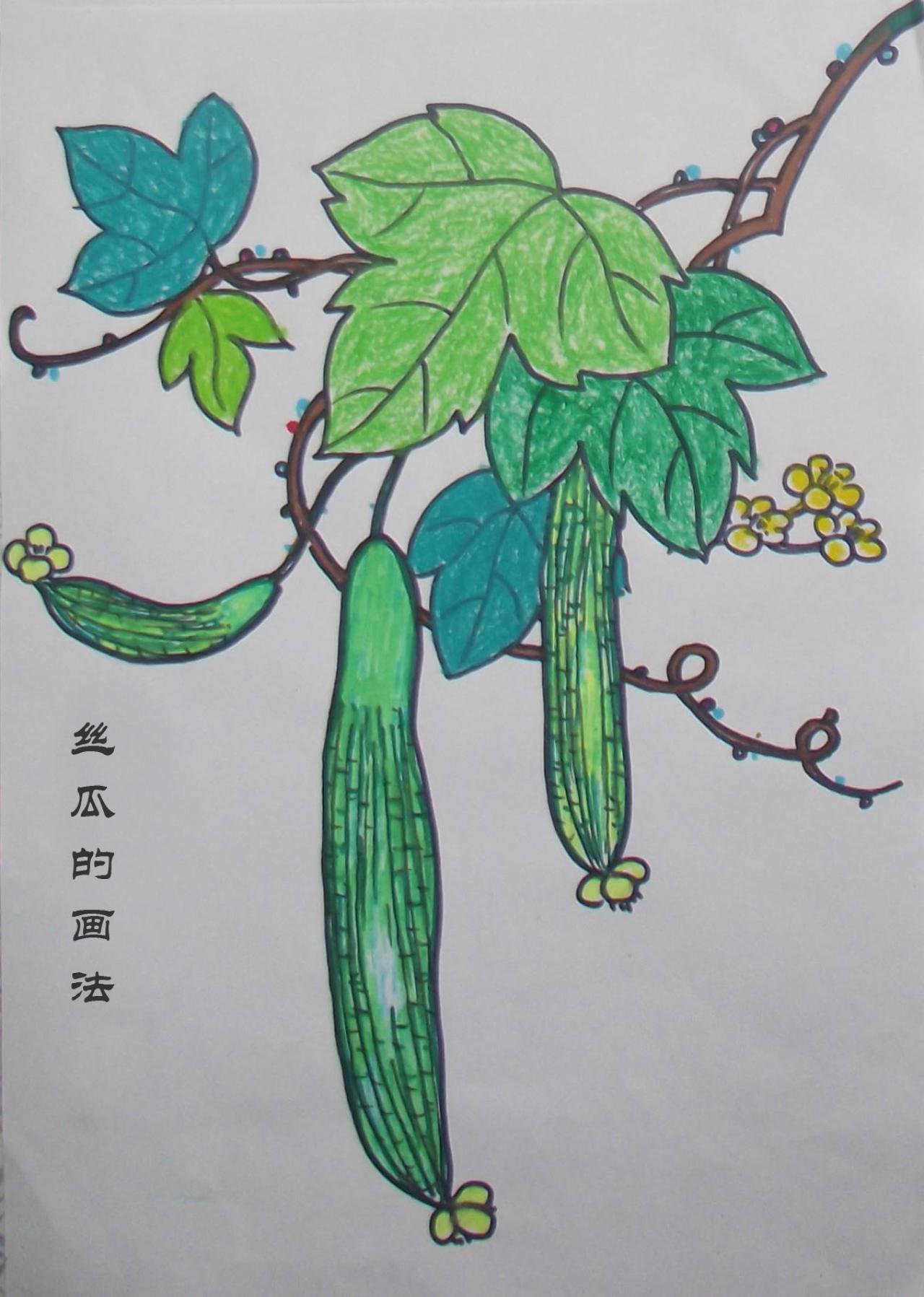 丝瓜的画法 完成稿
