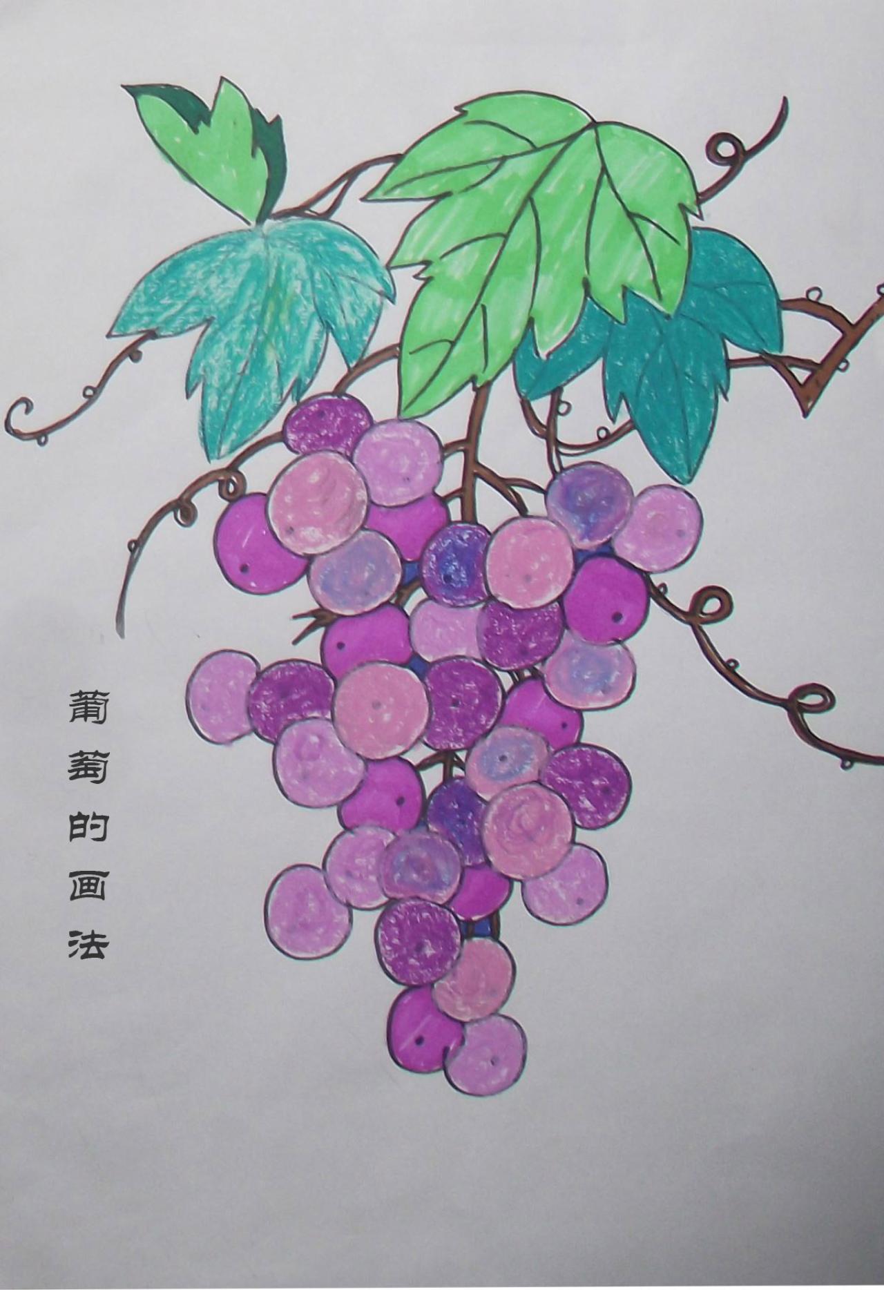 葡萄的画法 完成稿
