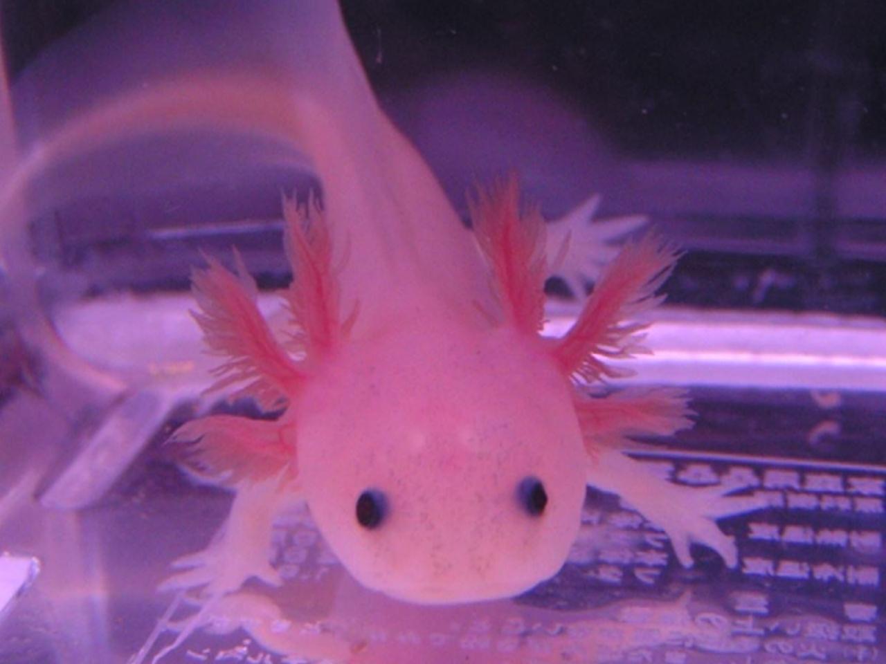 粉嘟嘟的六角恐龙　来源：fishhouse.blog50.fc2.com