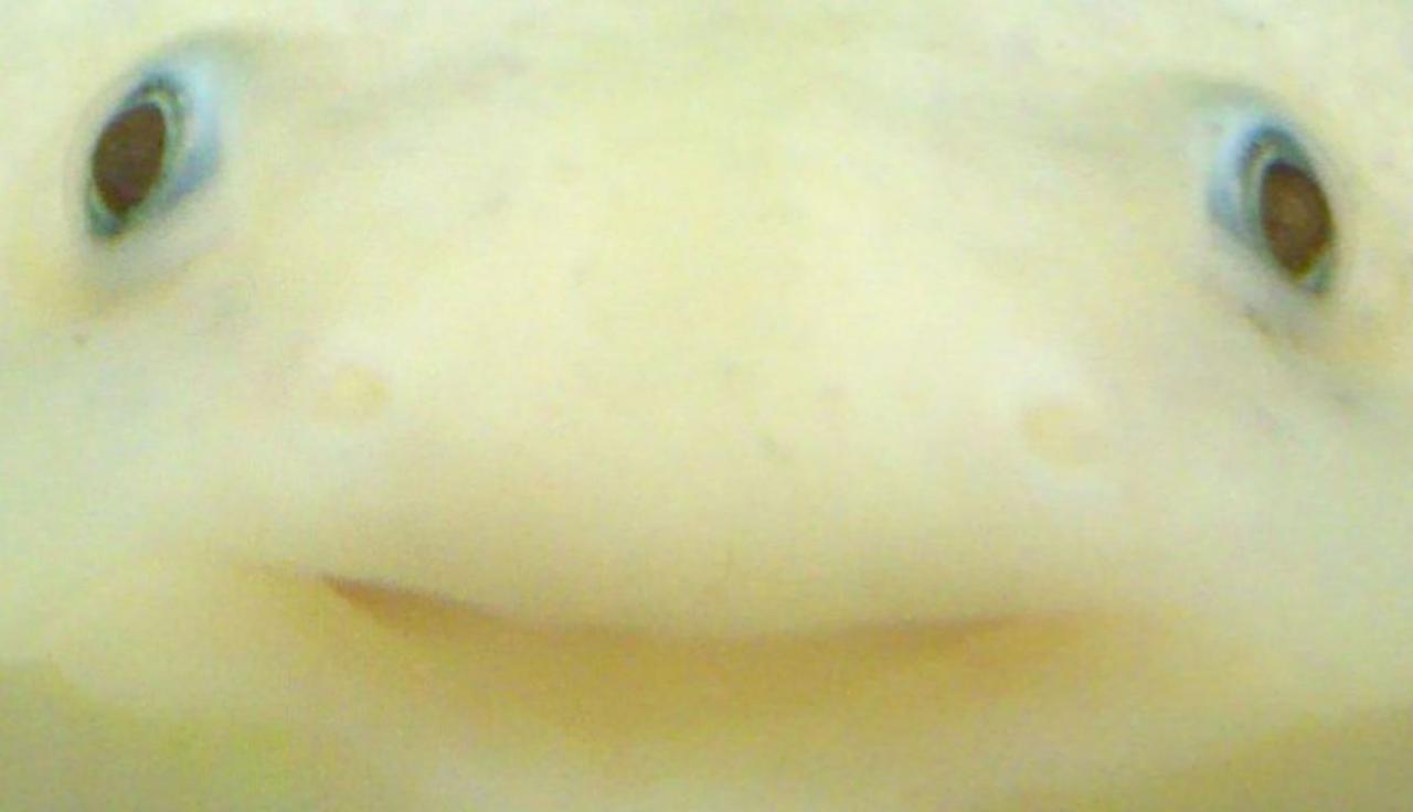 六角恐龙卖萌的大脸盘，小眼睛　来源：akame48taki.com