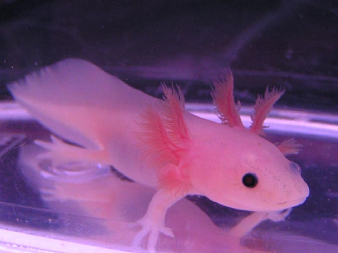 粉嘟嘟的六角恐龙　来源：fishhouse.blog50.fc2.com