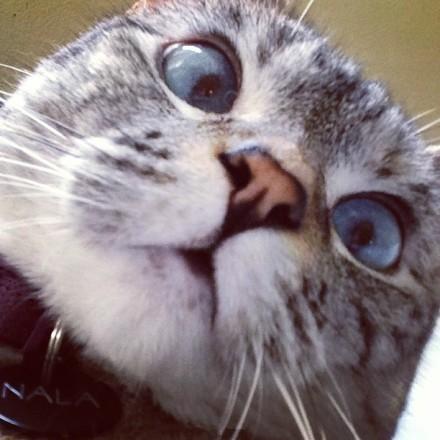 和LoveLive!南小鸟相似的猫咪卖萌神情