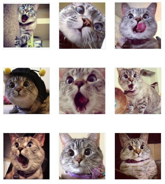 卖萌猫咪Nala的惊讶表情 预览图