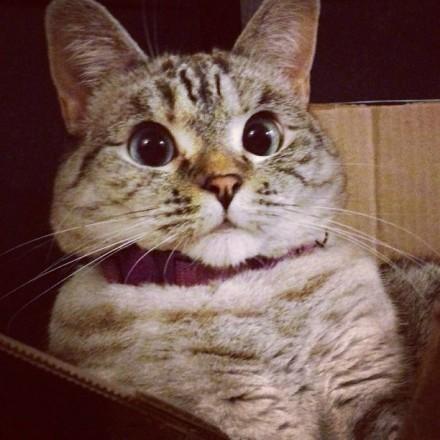 Nala呆若木鸡的表情