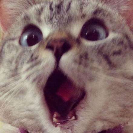 Nala张大嘴巴震惊的神情