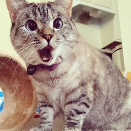 萌猫Nala震惊的表情